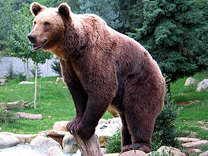 Bär im Pyrenäenzoo